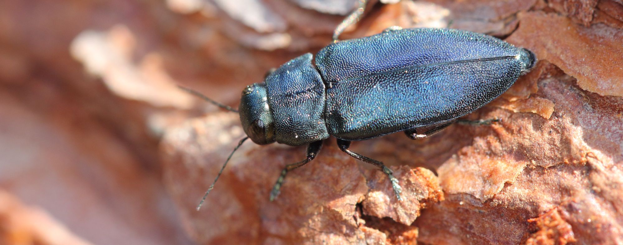 Coleópteros de pequenas dimensões